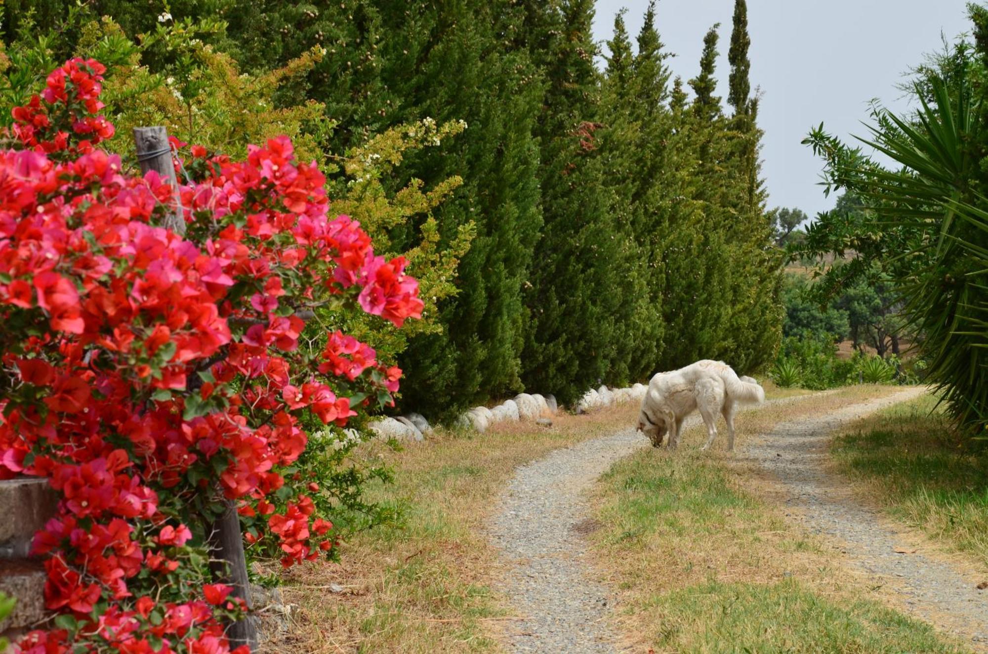 Borgo Piazza Bed and Breakfast Καταντζάρο Δωμάτιο φωτογραφία